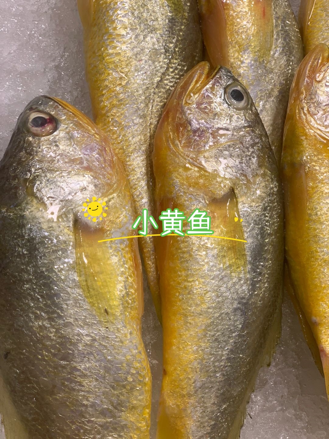 说到小黄鱼和大黄鱼的区别,我可是有发言权哦!