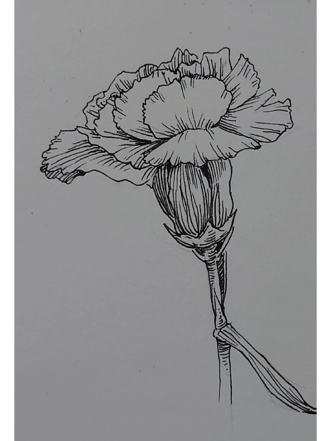 大家好!今天我要和大家分享一些超级棒的速写临摹范画!