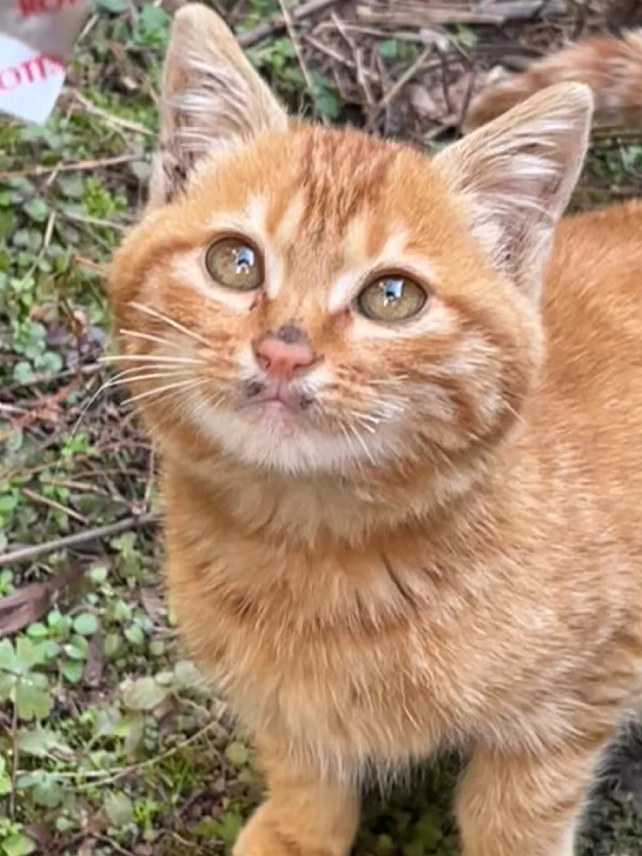 大橘猫邻居家的小猫咪图片