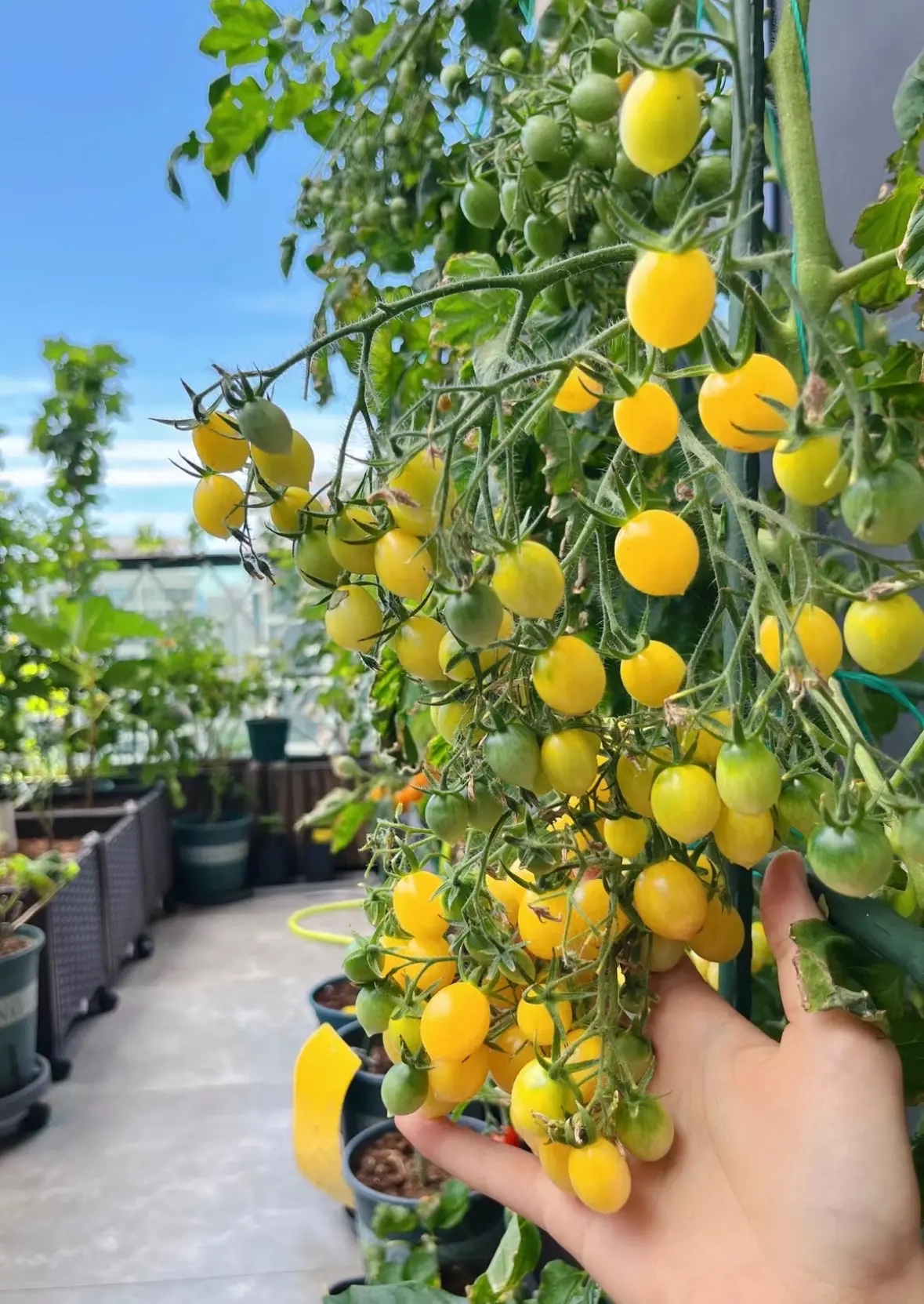 在阳台种上这四种水果,每年都瓜.@我是李泽源的动态