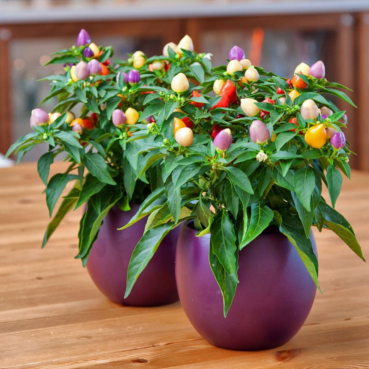 盆栽五彩椒养护忌讳:忌阳光不足,忌浇水过多,忌施肥不当,忌温度不适