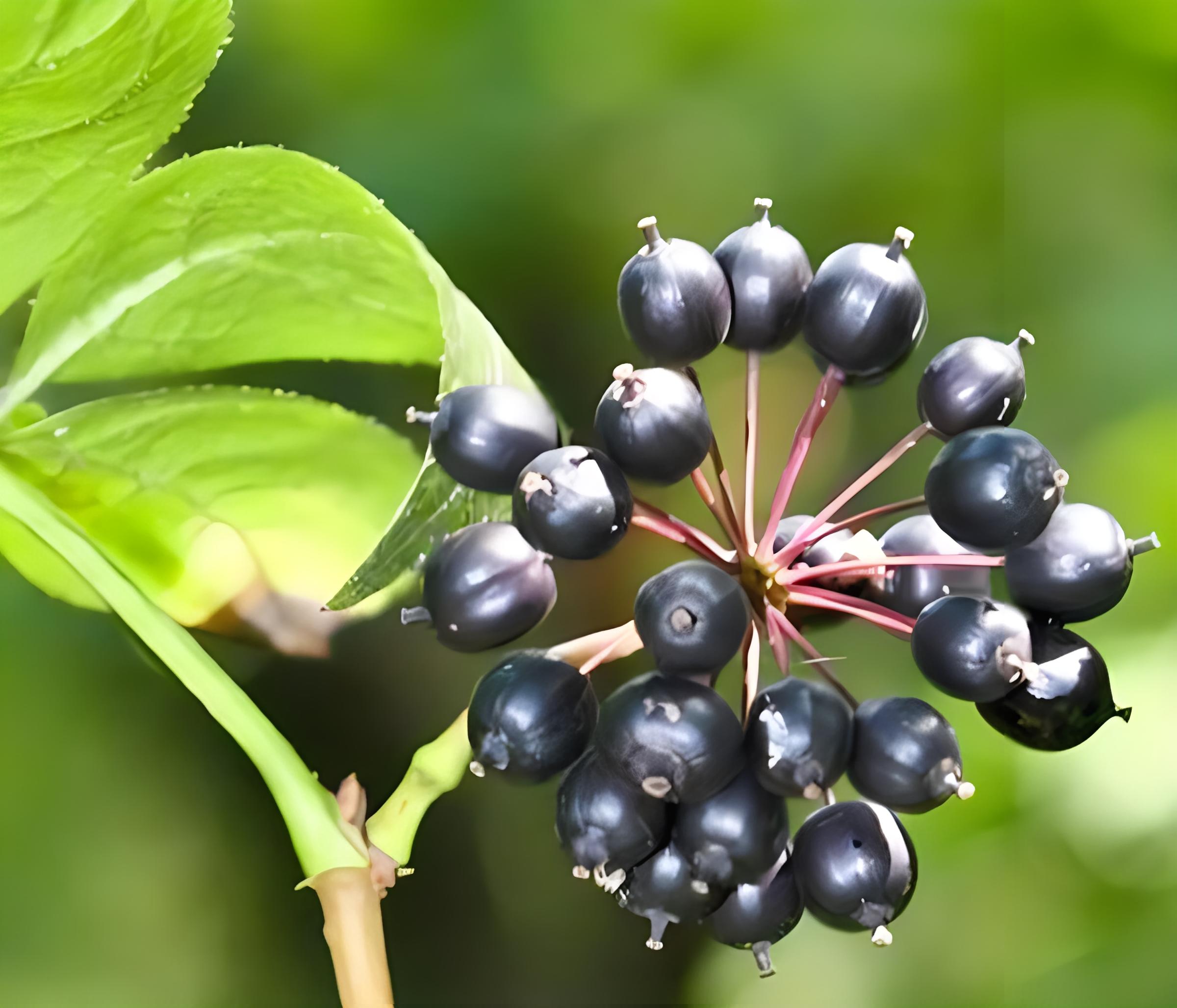 刺五加是凉性还是热性的?刺五加泡酒的方法有哪些?