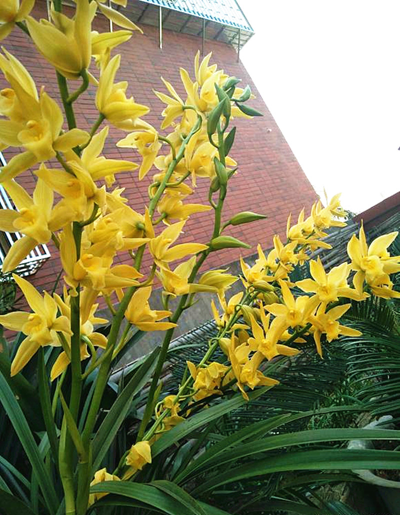 台湾下山的"黄金素"兰花,曾价值不菲,如今不过百,遇到要珍惜