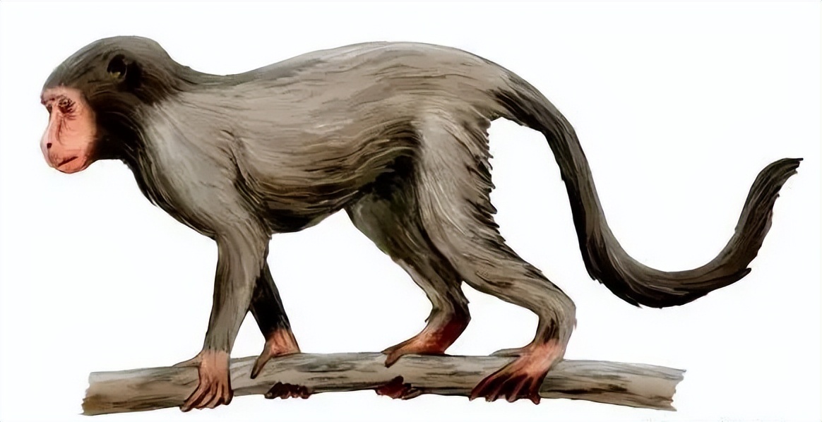 埃及猿虽然它们被称为猿,但却是猴和猿的共同祖先.