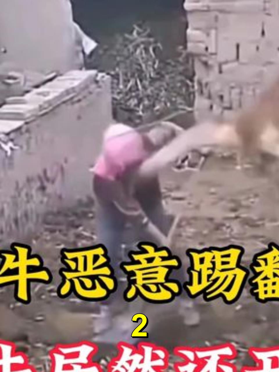 牛圈惊魂女主人遭牛狠踢倒地丈夫毫不知情2