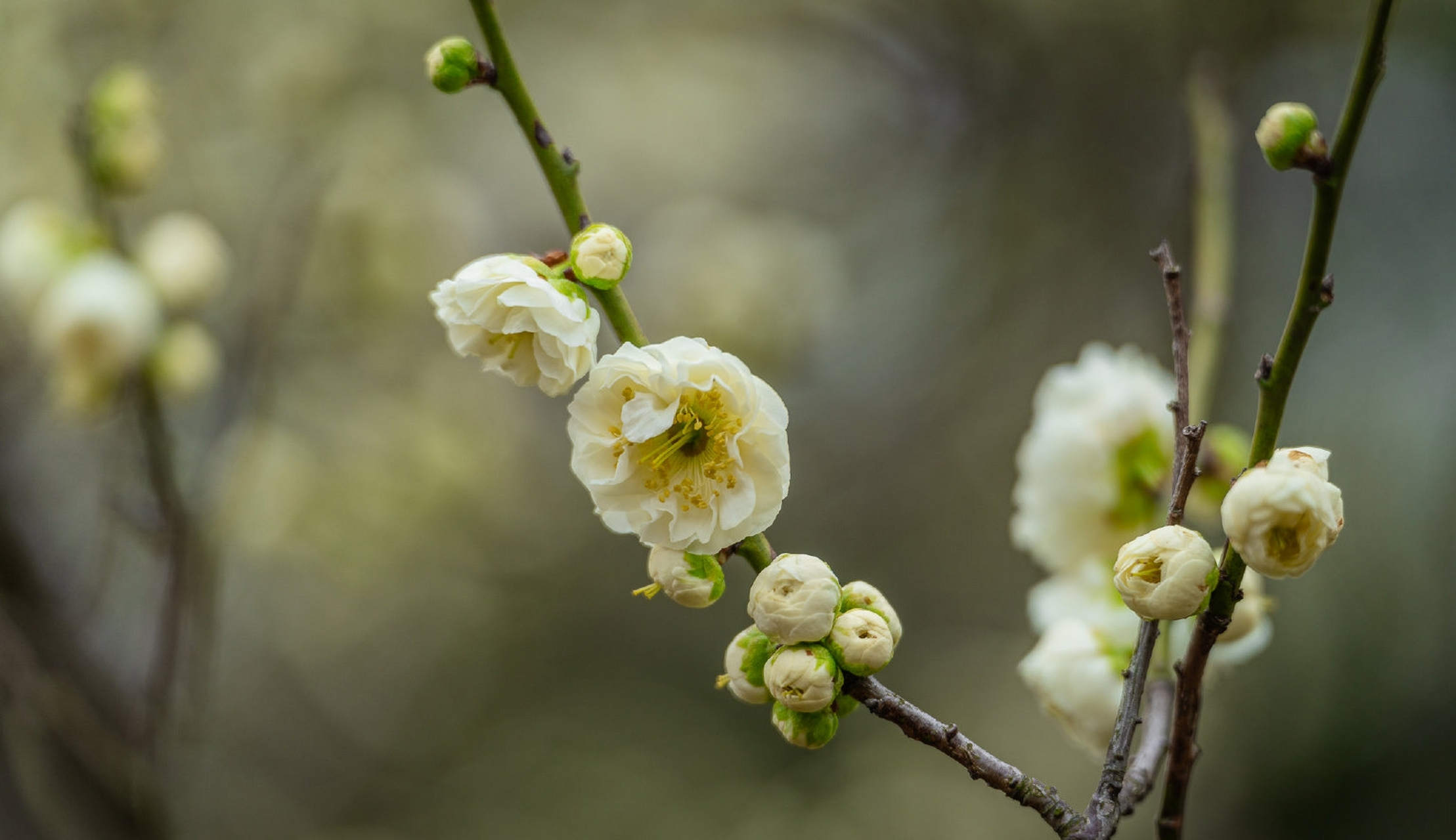 绿梅花高清壁纸图片