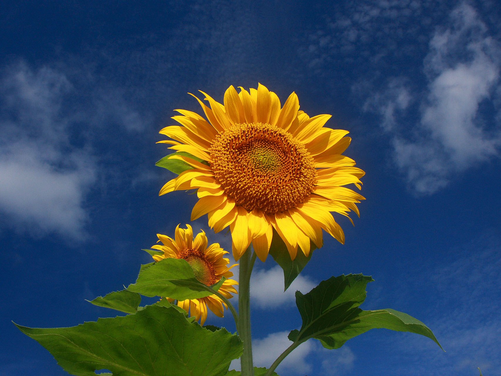 美丽的太阳花,带来一天的好运.