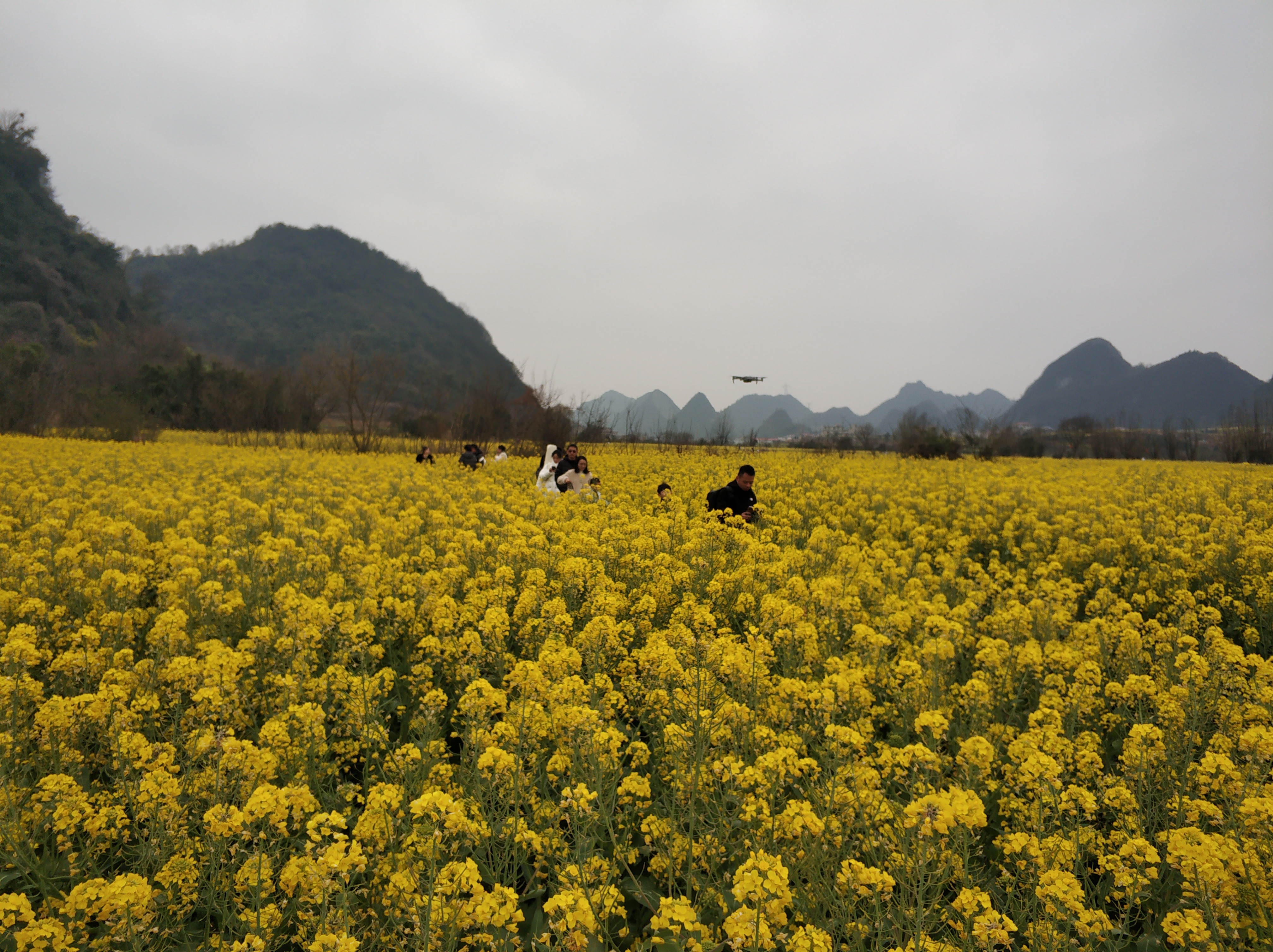 安顺平坝油菜花海图片