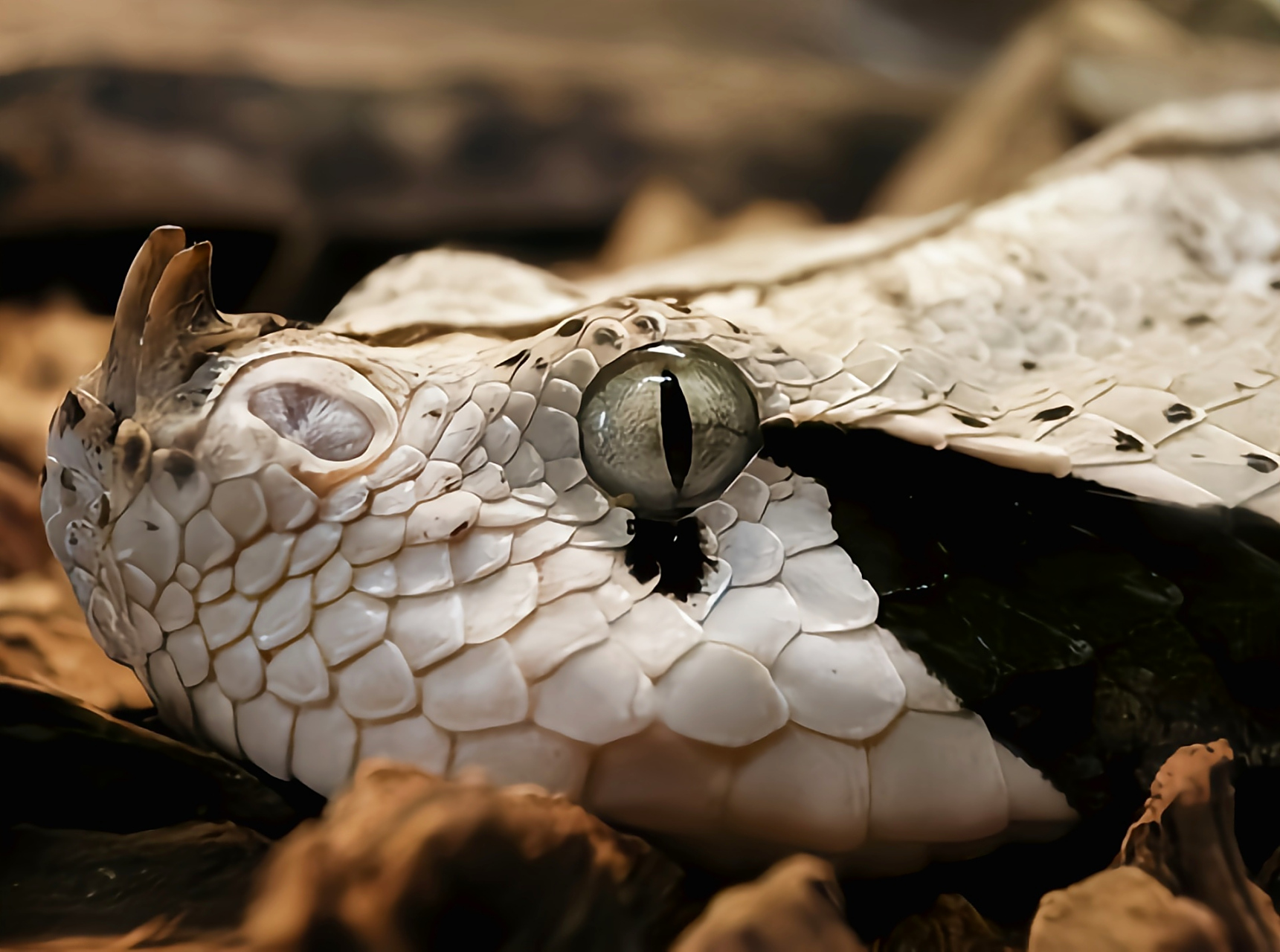 加蓬咝蝰的牙是目前已知的蛇类中最长的,可达5厘米,足以咬死羚羊大的