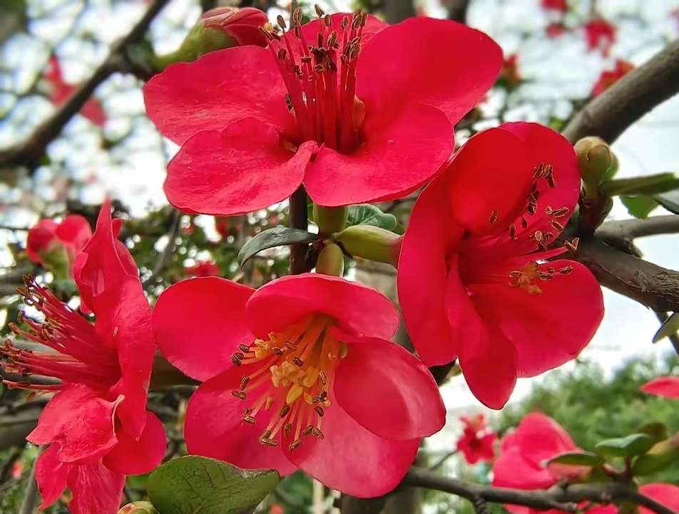 赏早春贴梗海棠花,愿你前路日新风暖,万物皆可期