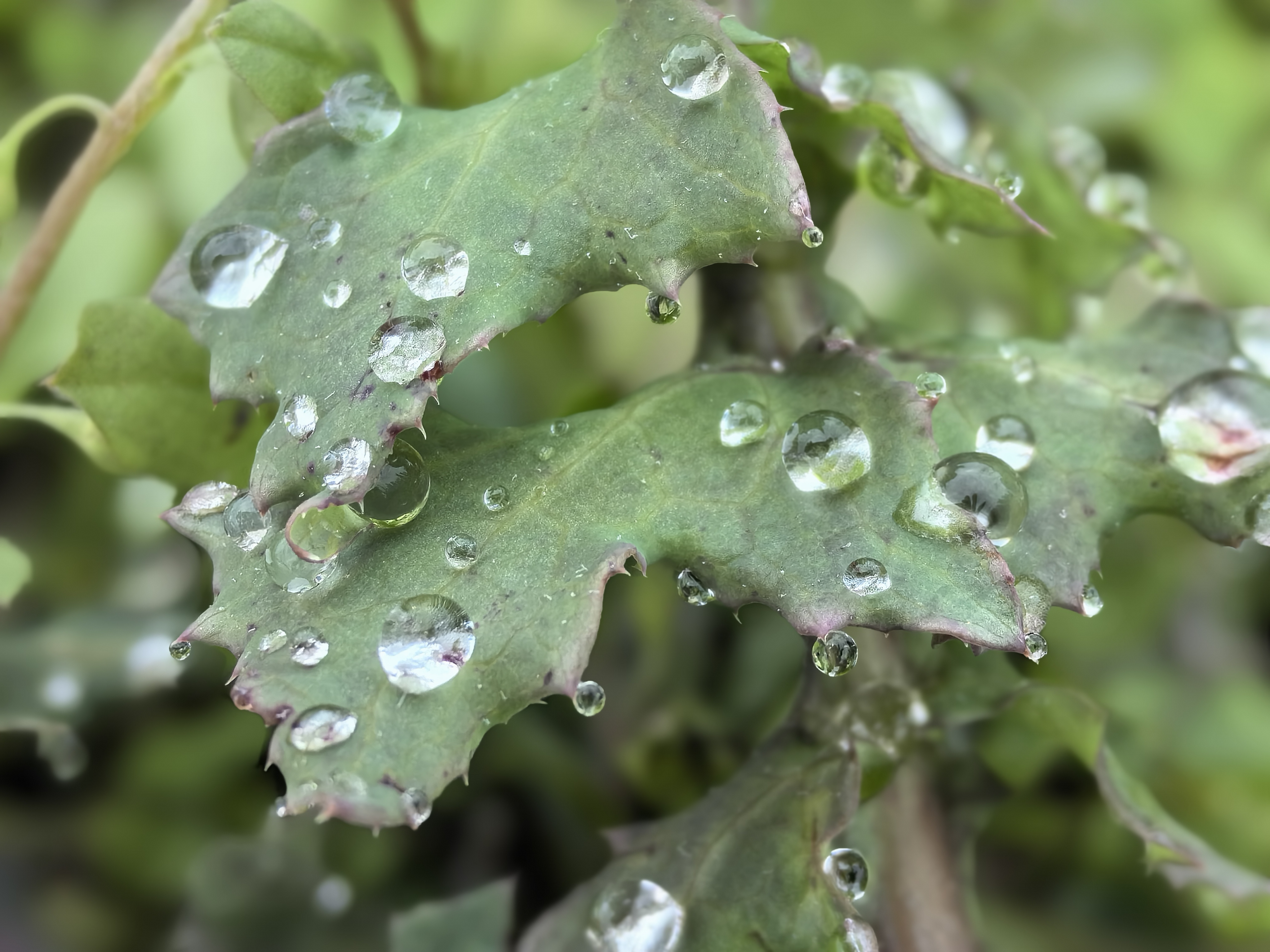 春天雨后晶莹剔透的露珠