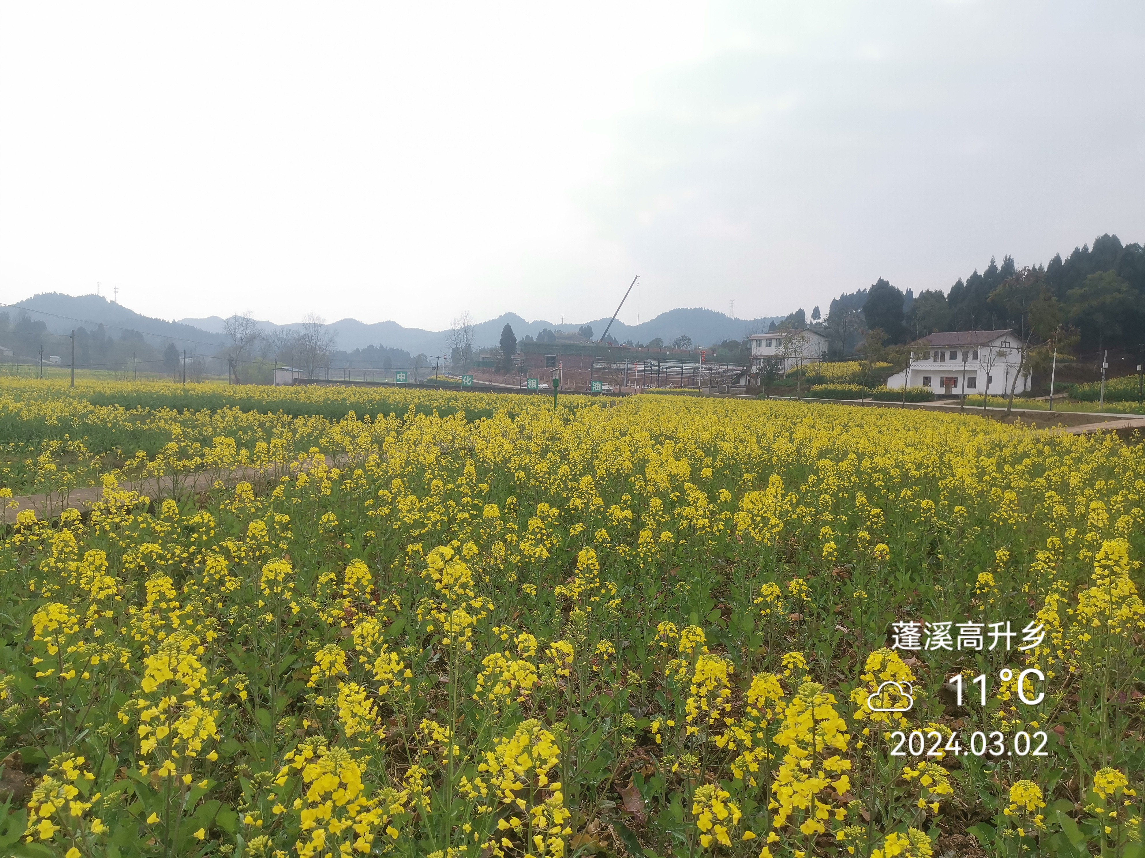 油菜花开:打卡四川蓬溪高升乡万亩油菜基地