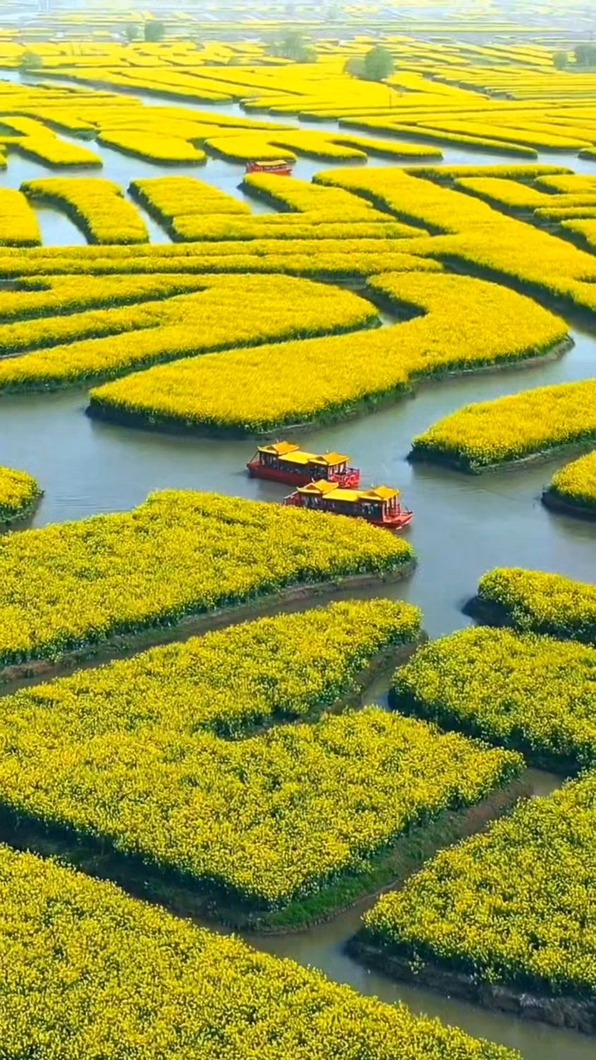 江苏水上油菜花田图片