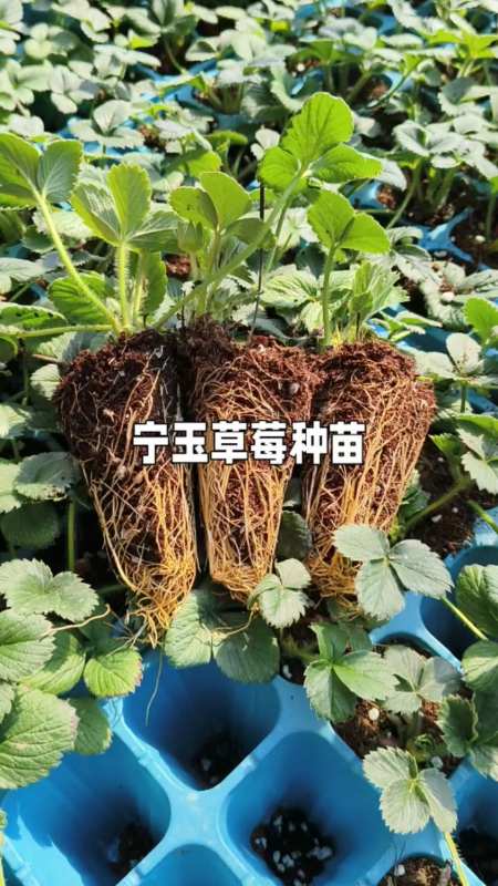 大叶宁玉草莓品种介绍图片