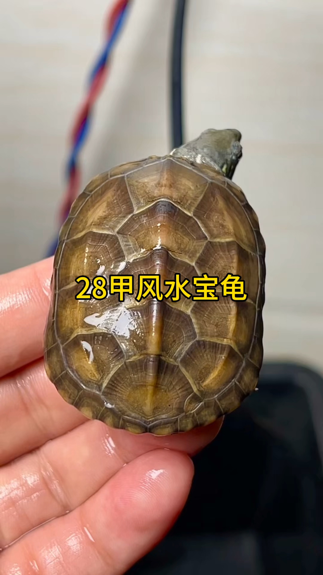 中国国龟28甲风水龟 偏公 招财镇宅