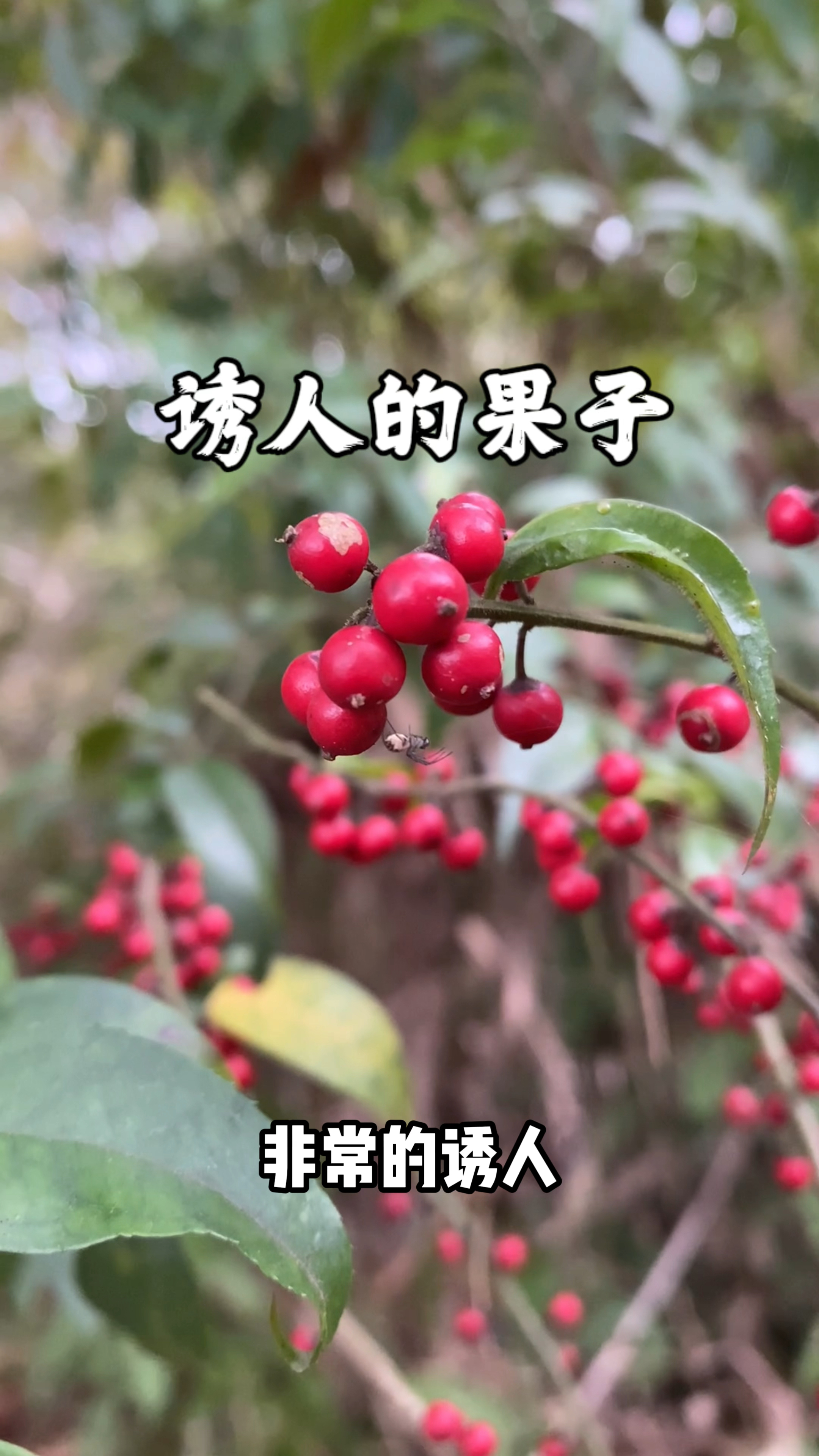 这是什么果子?这是什么植物?"毛冬青"-度小视