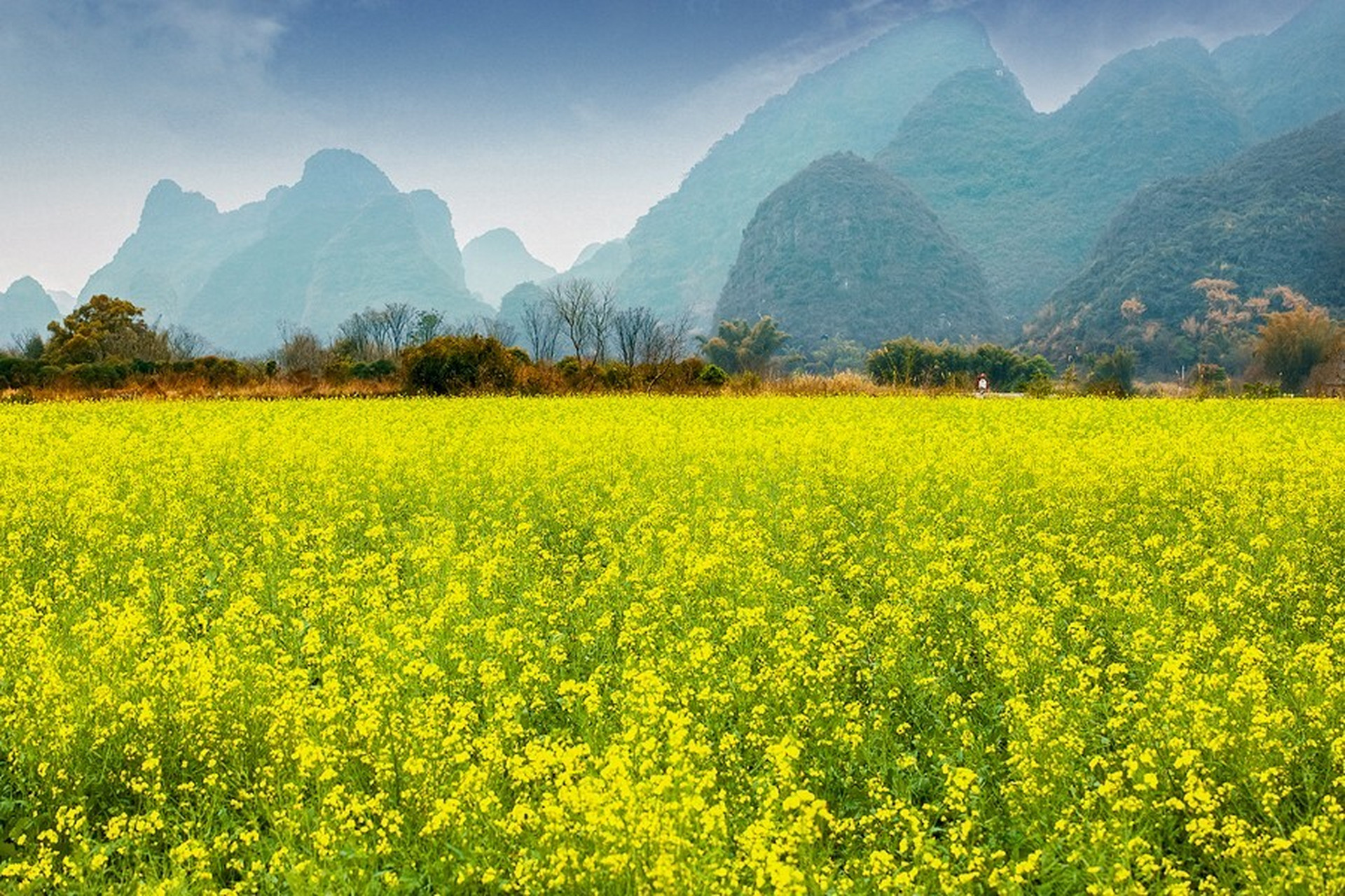 桂林遇龙河油菜花图片