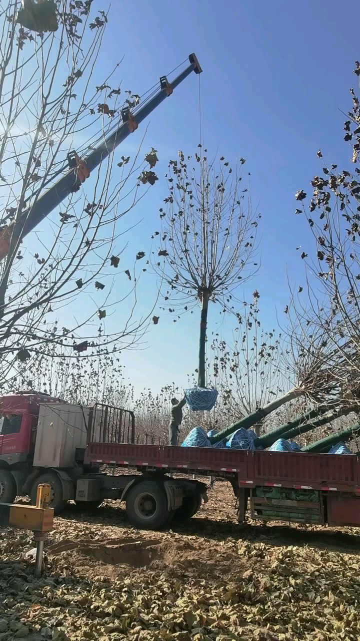 河北省保定市清苑区德康苗圃场 法桐基地 种植国槐白蜡垂柳栾树五角枫