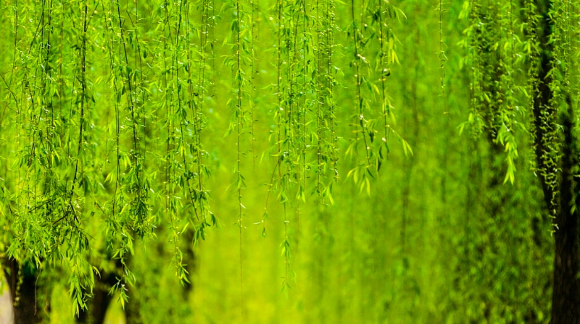 可以看到河边的柳树,  已经抽出了嫩绿的新芽