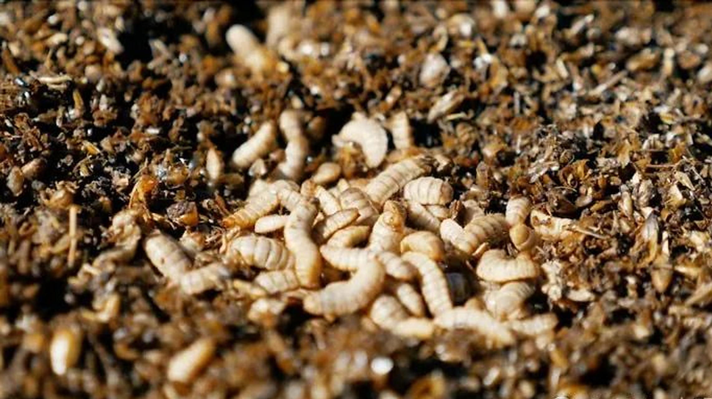 黑水虻幼虫:不仅是潜在的蛋白质新宠,更是水产饲料的新希望!