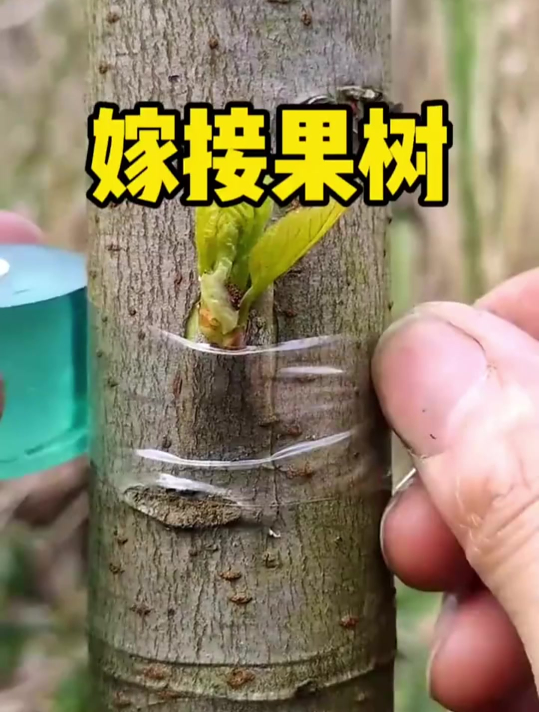 听说嫁接方法很简单,我现在才知道