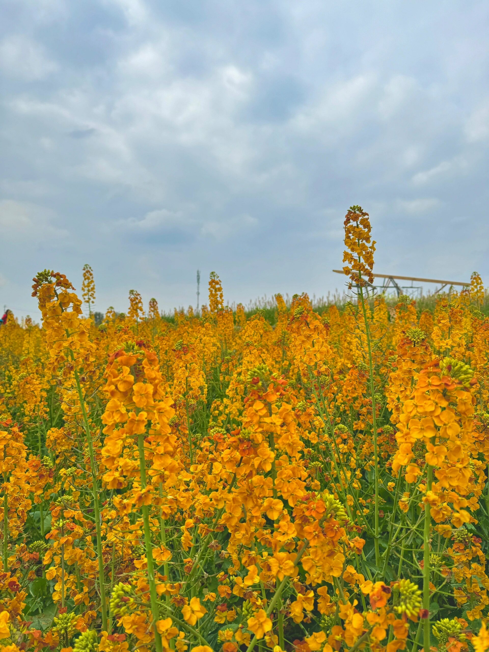 成都花都油菜花景点图片