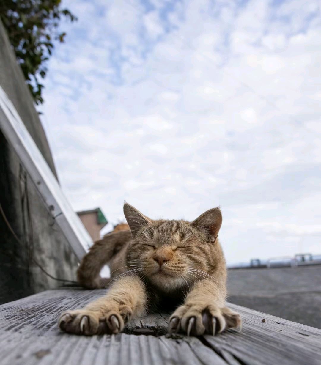 摄影家照片中的猫咪