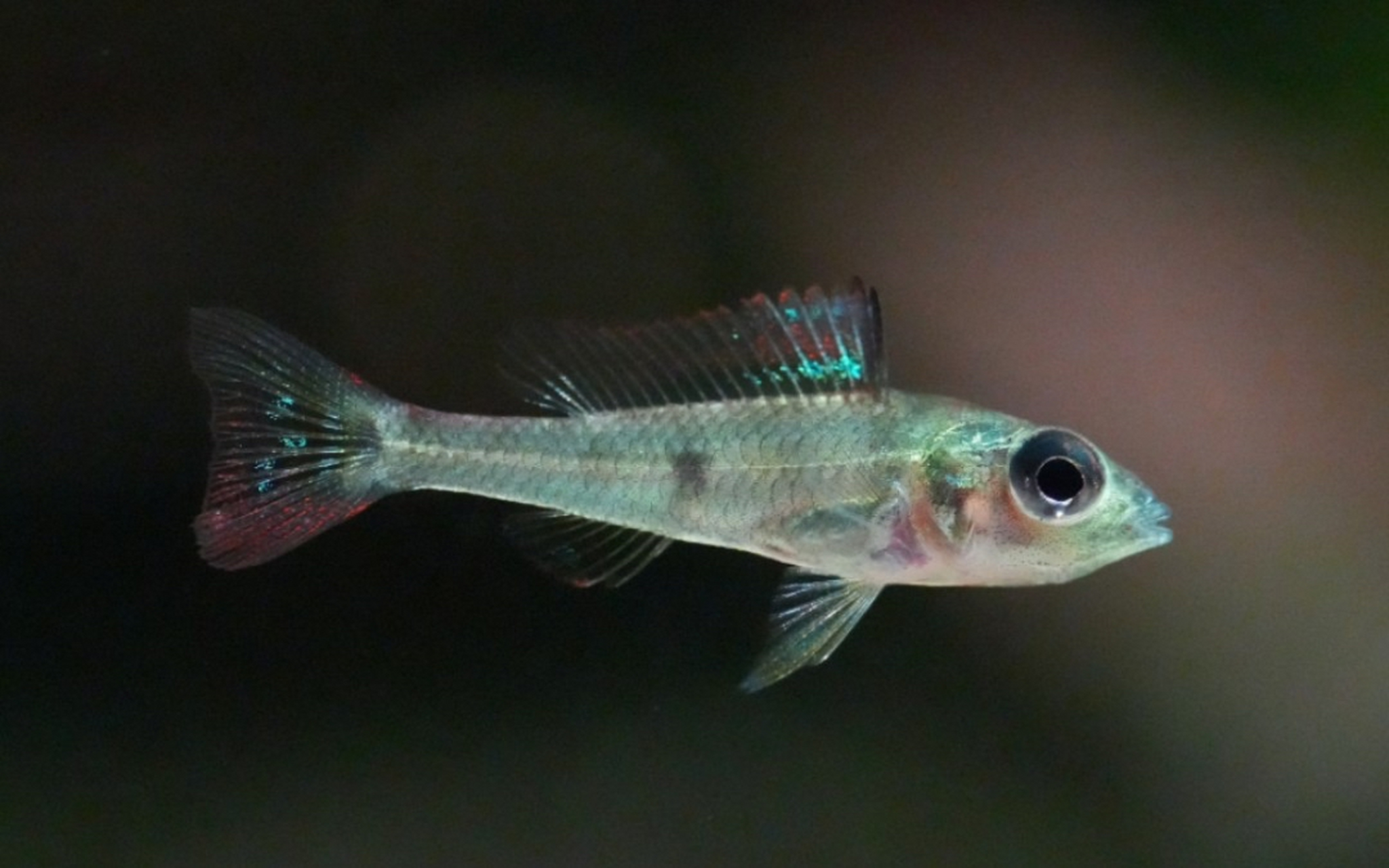 [原文:绿宝石短鲷——水中珍宝]