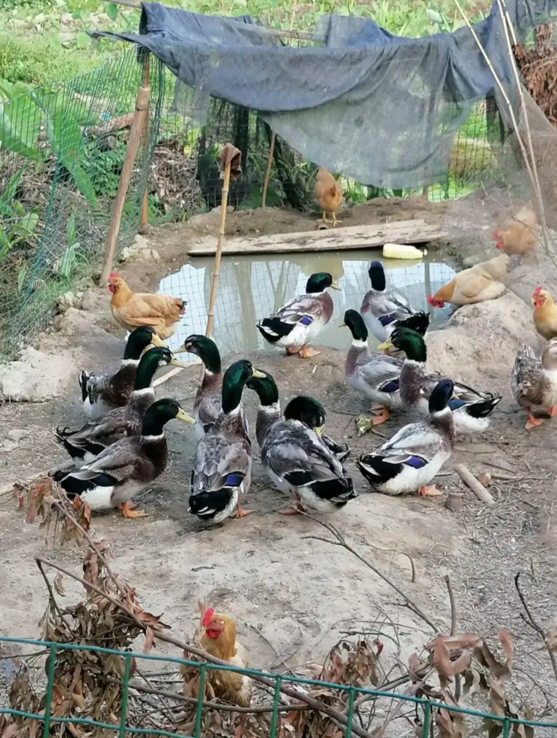 于是试探性问了他,你这鸭子拿到集市上卖,能卖多少钱一只啊?