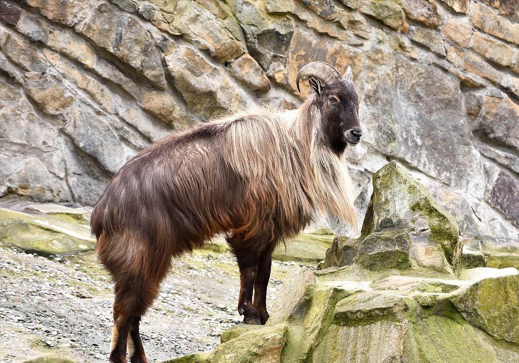 塔尔羊到底长啥样浑身长毛威武霸气像狮子顶飞凶残雪豹