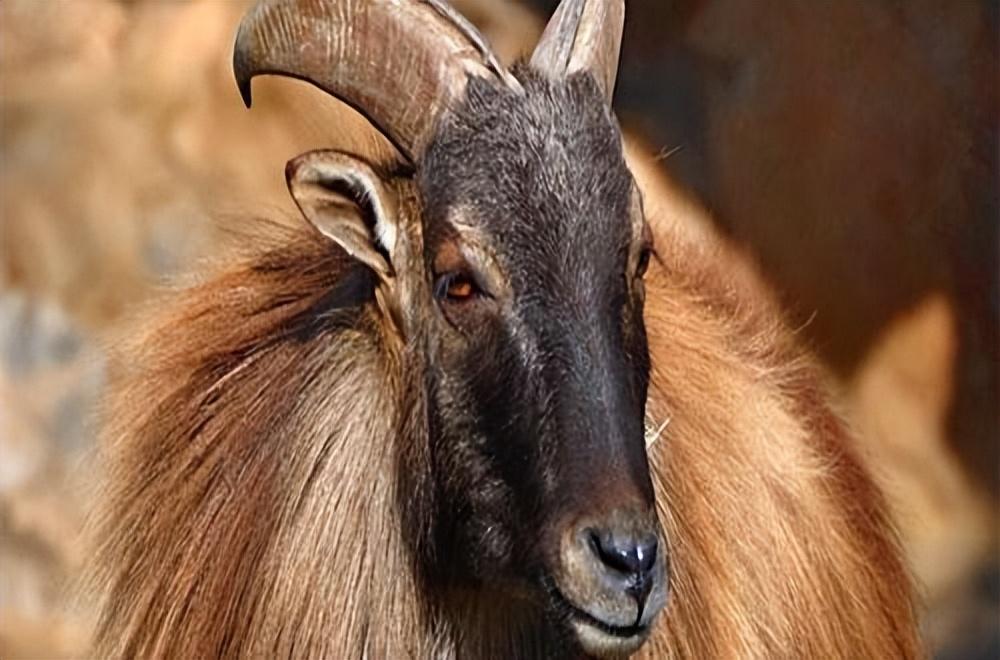 塔尔羊到底长啥样浑身长毛威武霸气像狮子顶飞凶残雪豹