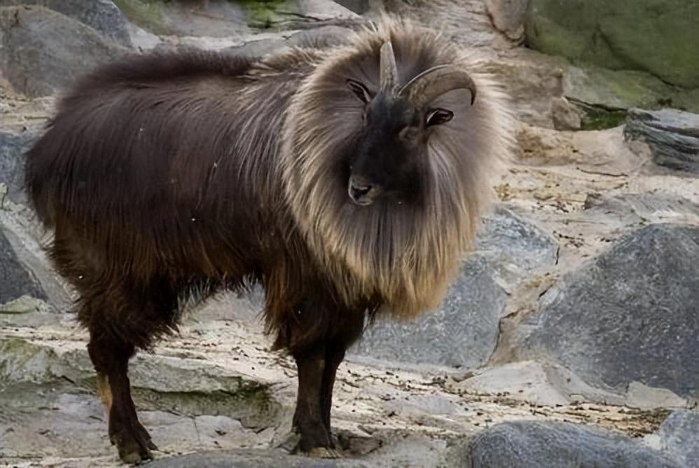 塔尔羊到底长啥样浑身长毛威武霸气像狮子顶飞凶残雪豹