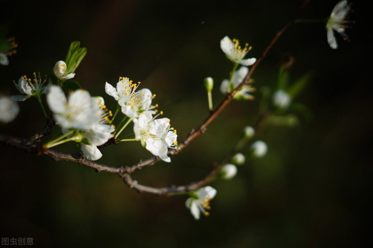 除却断肠千树雪别无春恨诉东风春暖李花繁不见花枝见雪城