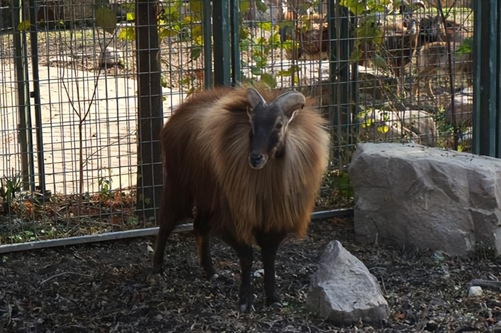 塔尔羊到底长啥样浑身长毛威武霸气像狮子顶飞凶残雪豹