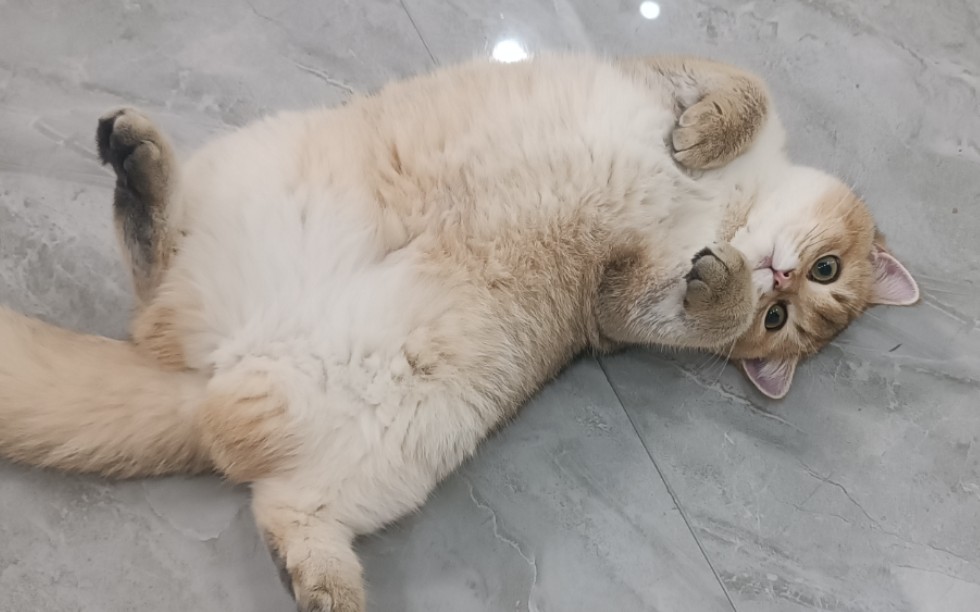 原来猫咪对你"露肚皮",不是表达爱意,还有这些意思!