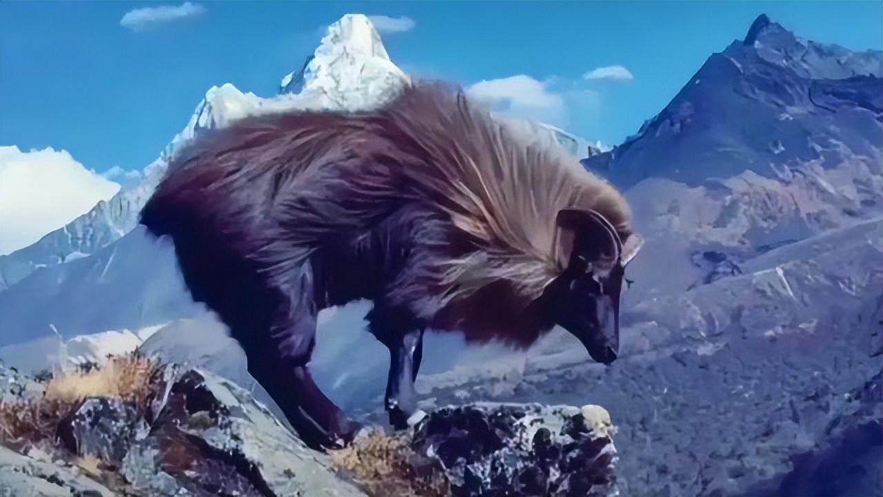 塔尔羊到底长啥样浑身长毛威武霸气像狮子顶飞凶残雪豹