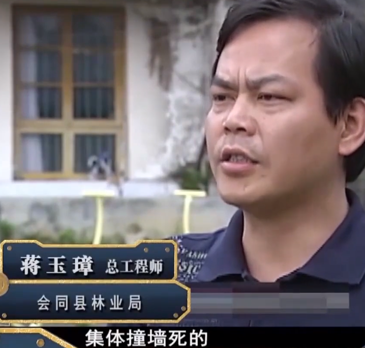 2009年湖南20只相思鸟集体自杀莫非鸟殉情的传闻是真的