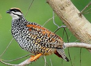 鹧鸪属于鸡形目雉科,是一种中型鸟类