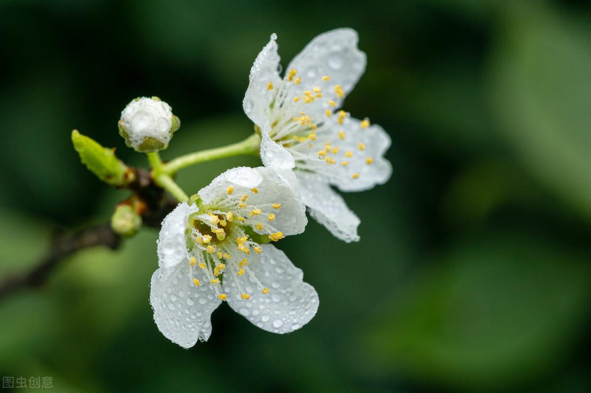 除却断肠千树雪别无春恨诉东风春暖李花繁不见花枝见雪城