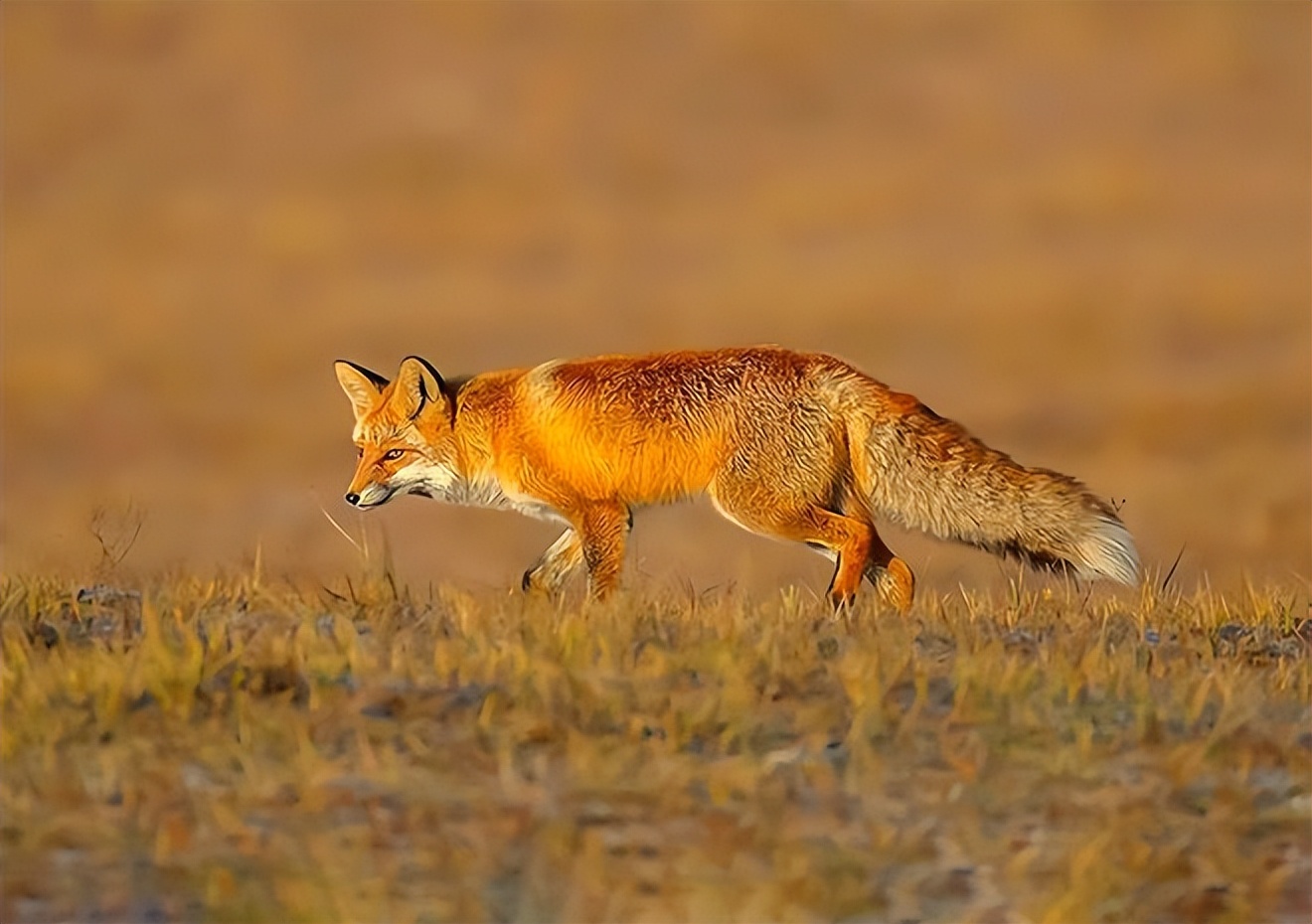 湖北发现一只狐狸,赤色毛发黑色耳朵,闯入民宅却被当成流浪狗