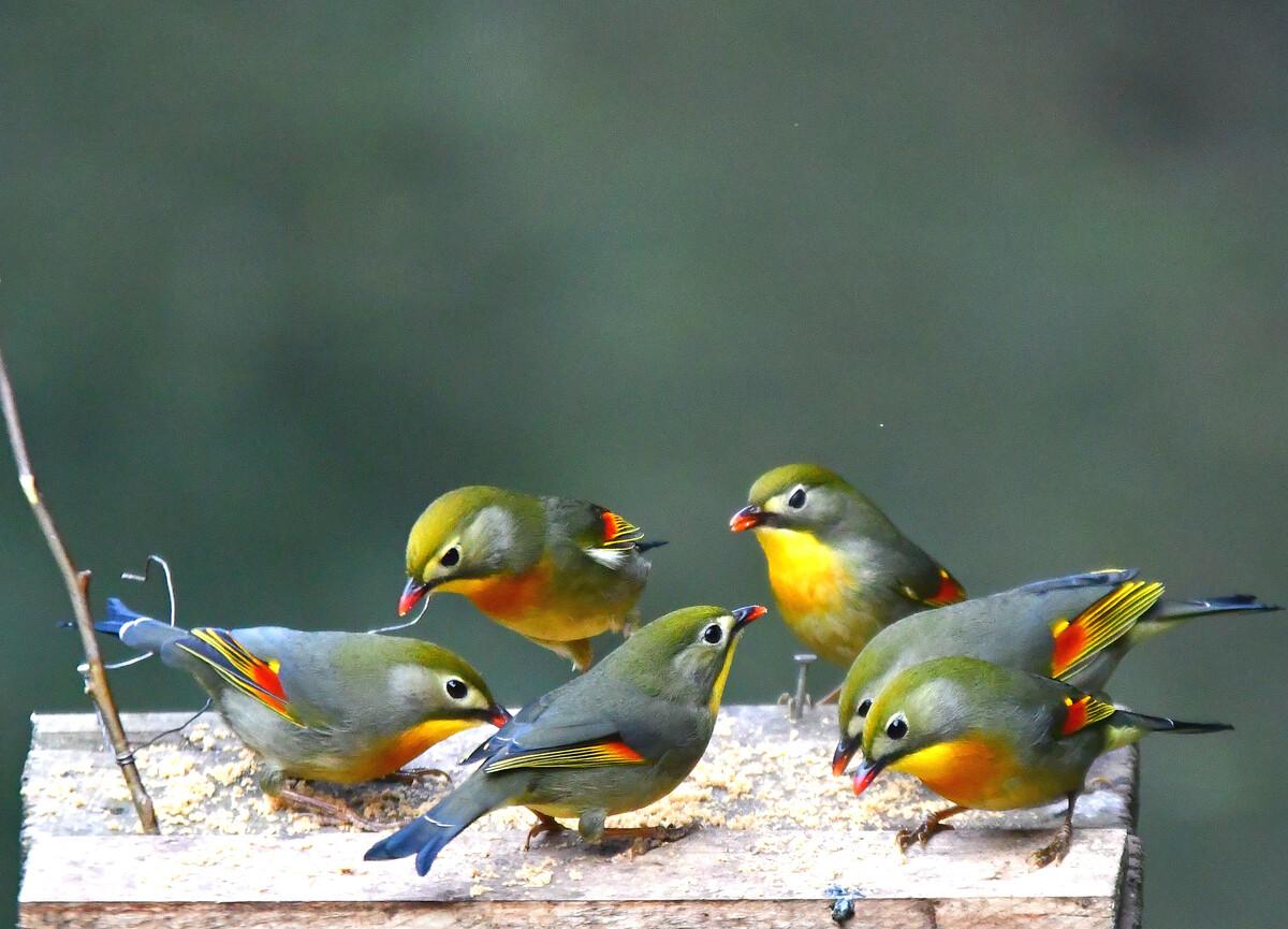 2009年湖南20只相思鸟集体自杀莫非鸟殉情的传闻是真的