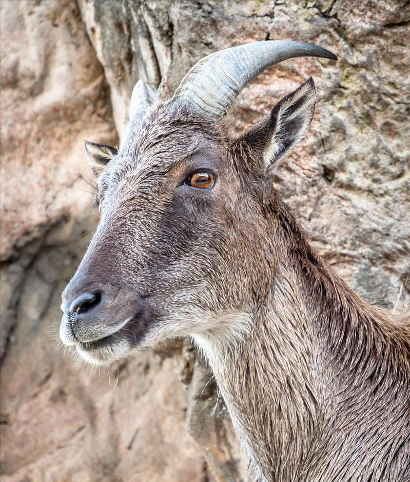 塔尔羊到底长啥样浑身长毛威武霸气像狮子顶飞凶残雪豹