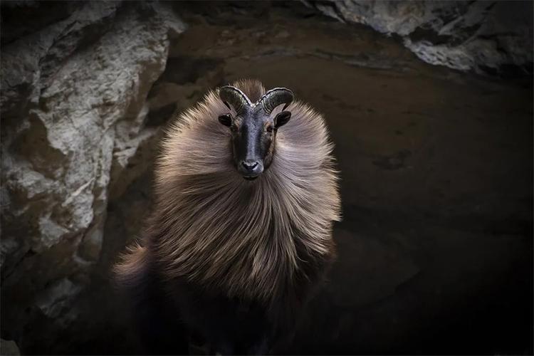 塔尔羊到底长啥样浑身长毛威武霸气像狮子顶飞凶残雪豹