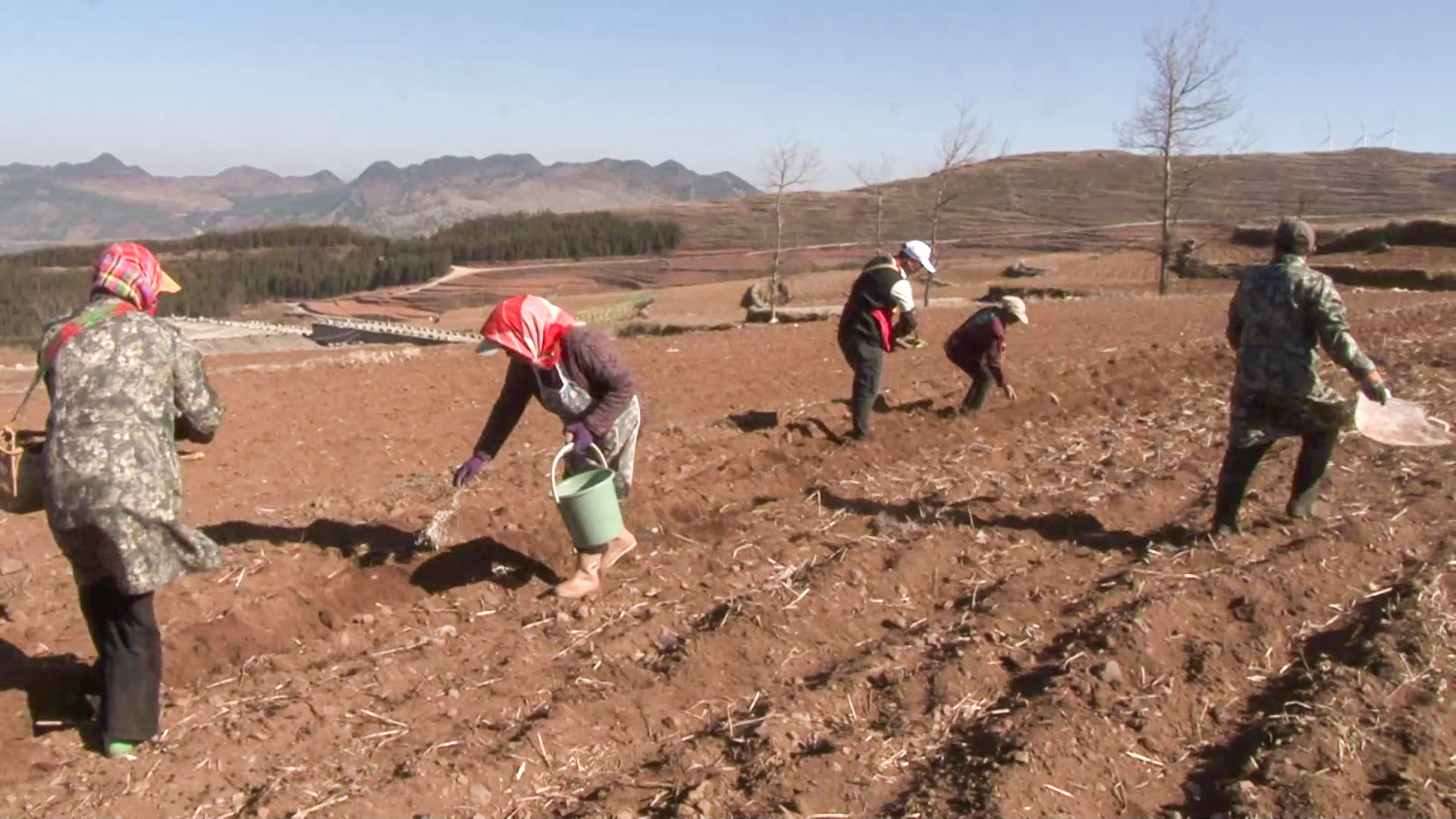 春耕正当时!盘州市乌蒙镇万亩马铃薯播种忙