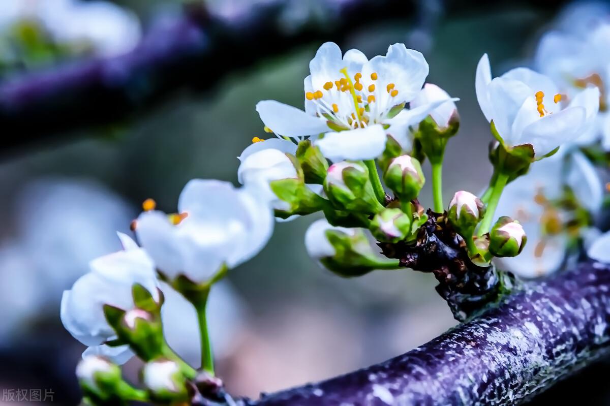 虽然桃李总是相提并论,但桃花因其花色明艳,故事传说,象征意义等各种
