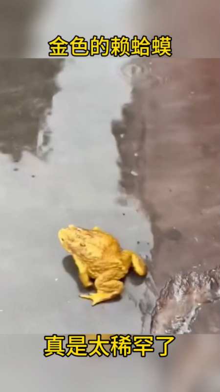 金色的癞蛤蟆,真是太稀罕了-度小视