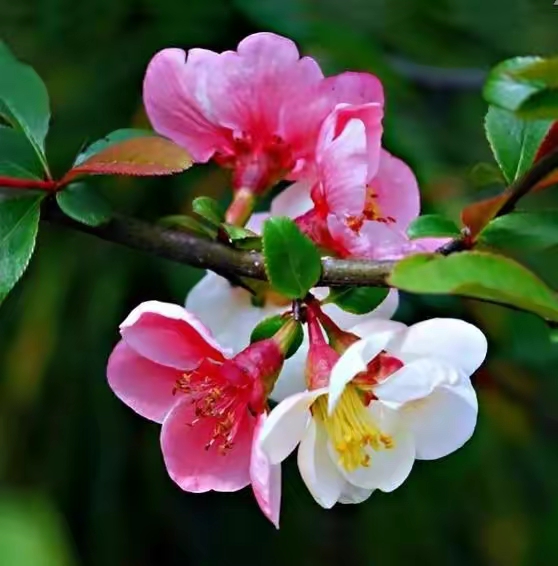 赏早春贴梗海棠花,愿你前路日新风暖,万物皆可期