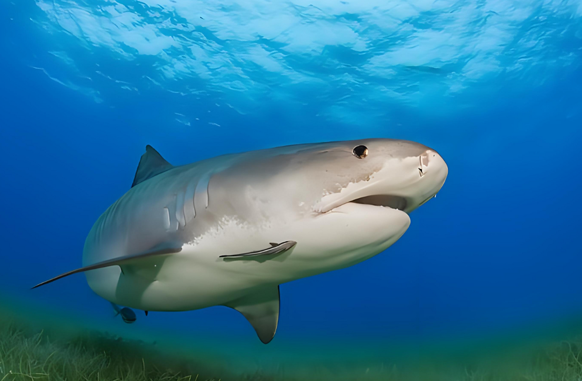 [原文:鲨鱼习性是什么?深海霸主.