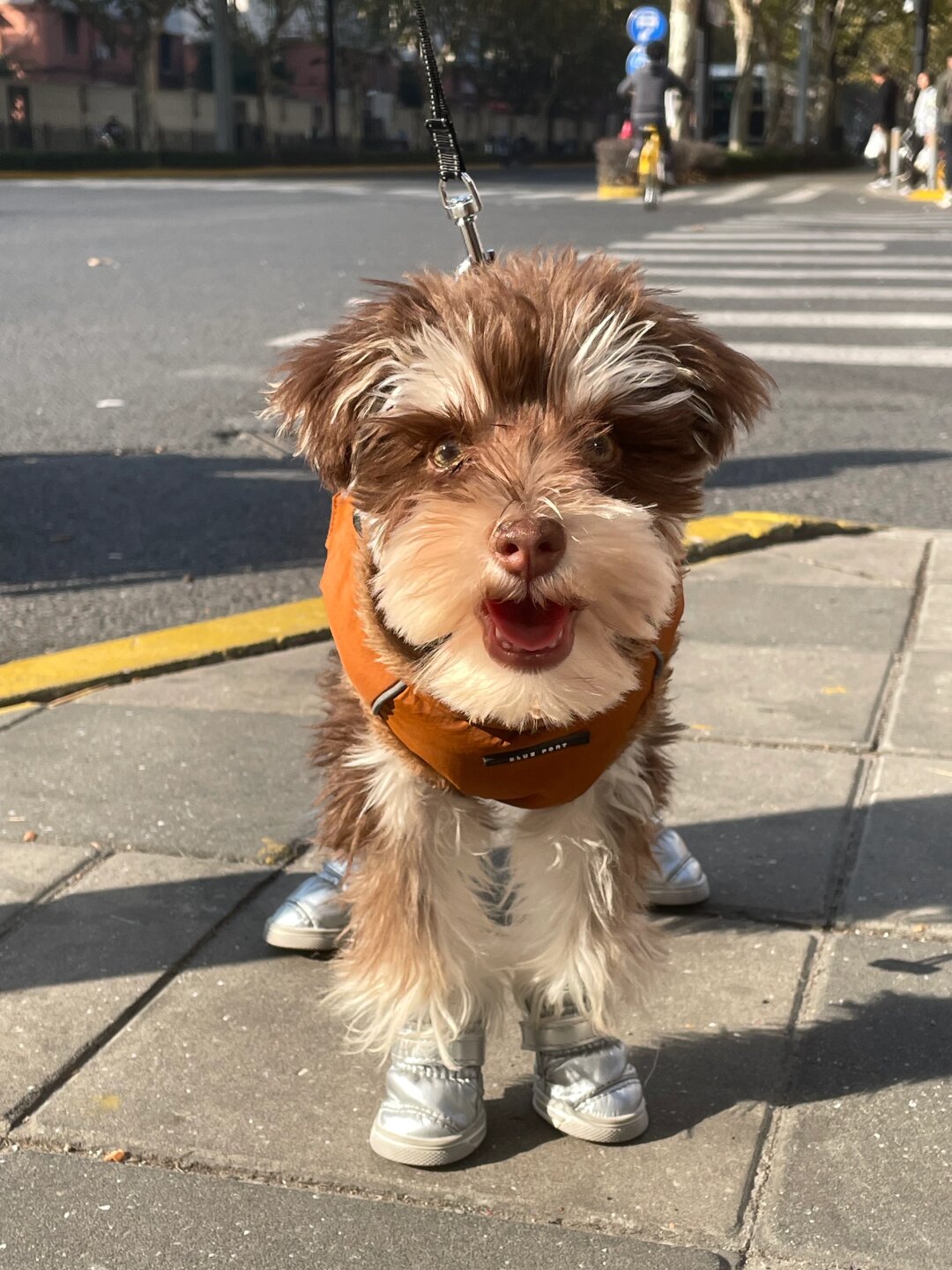 美拉德小狗是串串?