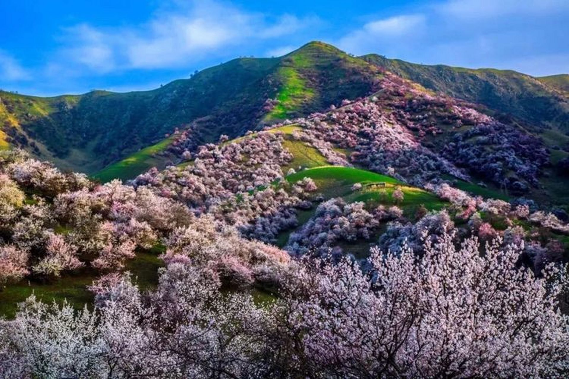 伊犁的杏花图图片